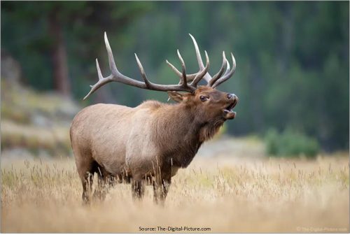 Read more about the article Welcome to Wapiti Wild